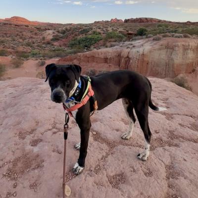 Bebe the dog outside on a leash on a red rock cliff
